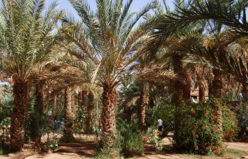 Marokko Oase Zagora Campingplatz