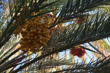 Dattelpalmen in Zagora Marokko