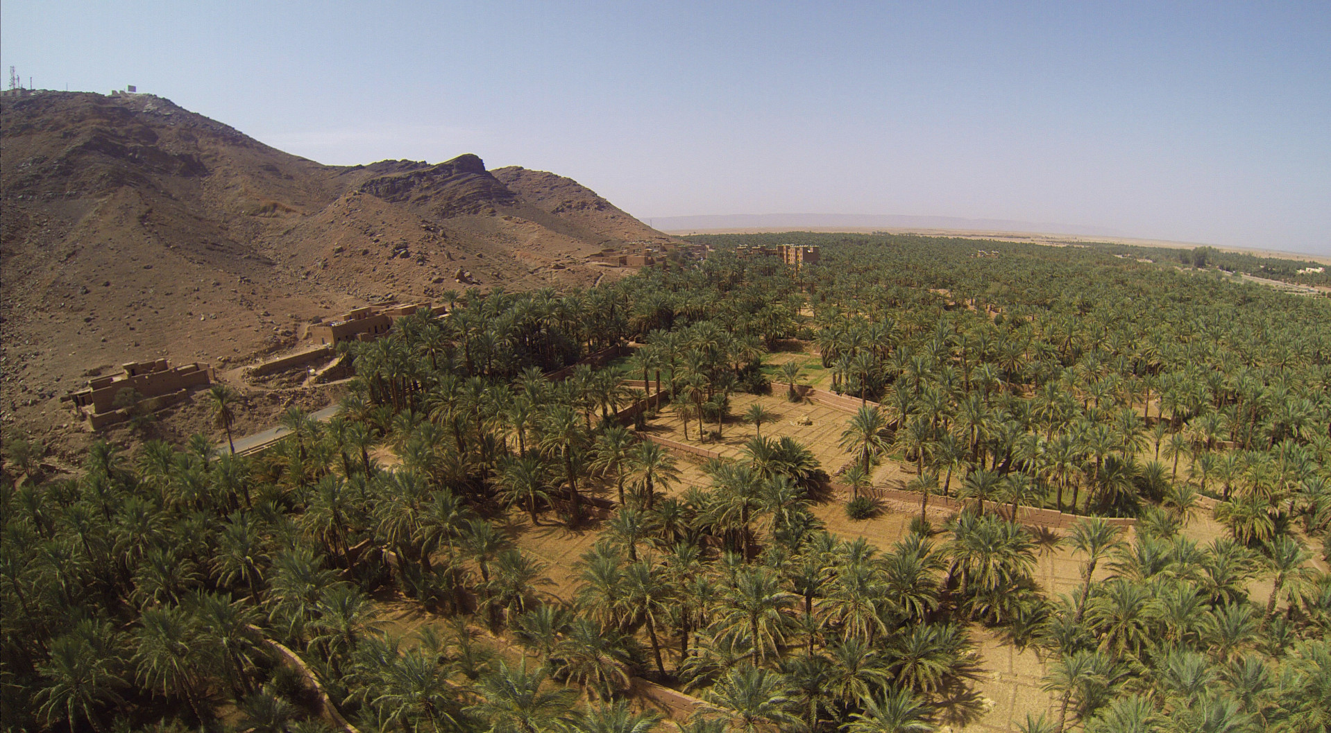 Palmenhain in Zagora Marokko