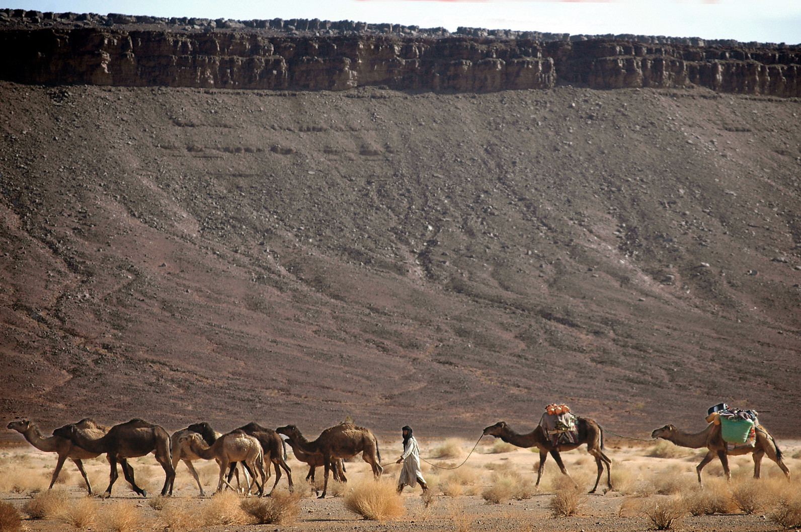 Kamele auf der Piste nach Tata Marokko