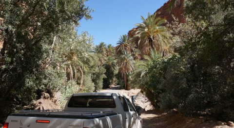 Palmenstraße nach Tafraoute Marokko Hilux