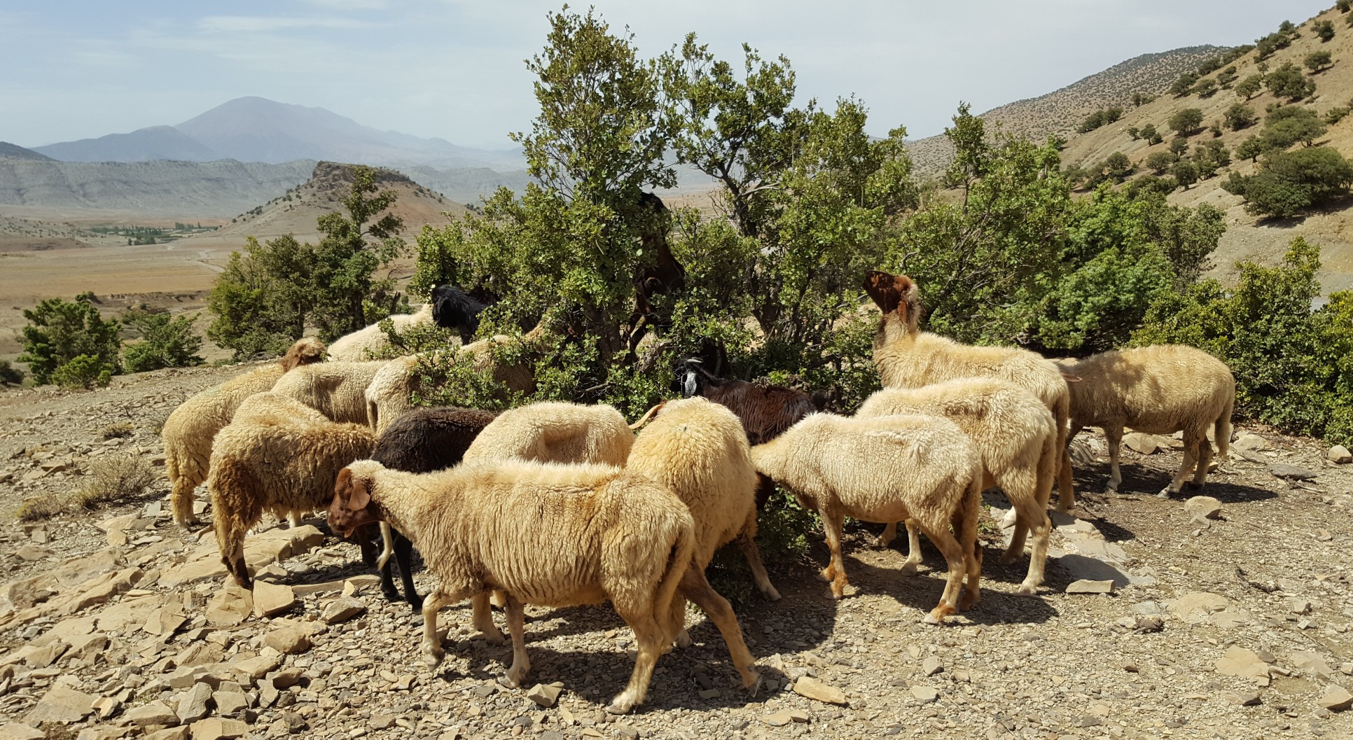 Schafe im Atlasgebirge Marokko