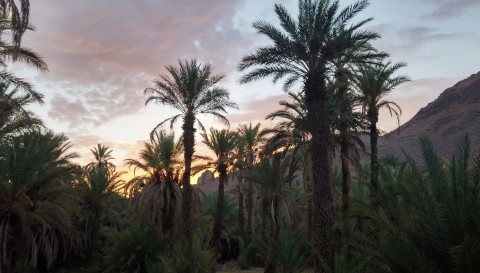 Tafraoute Marokko Palmenhain
